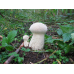 Мицелий Головача продолговатого / Дождевик удлиненный (Calvatia excipuliformis)